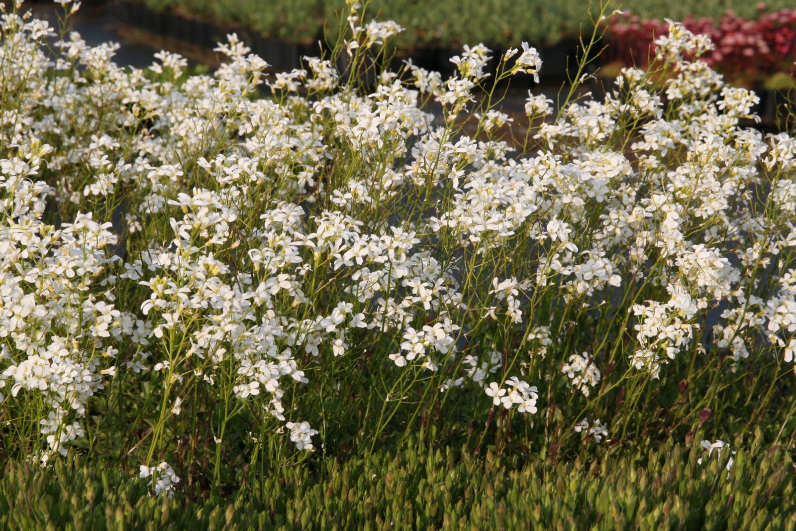 Arabis procurrens 'Glacier' gen.