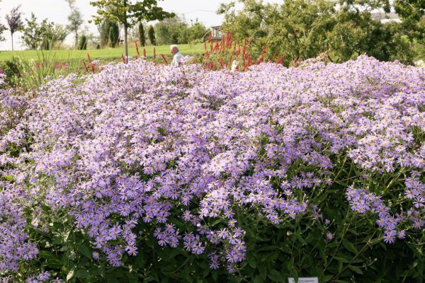 Aster macrophyllus 'Twilight' (- herveyi)