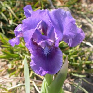 Iris x barbata-nana 'Banbury Ruffles'
