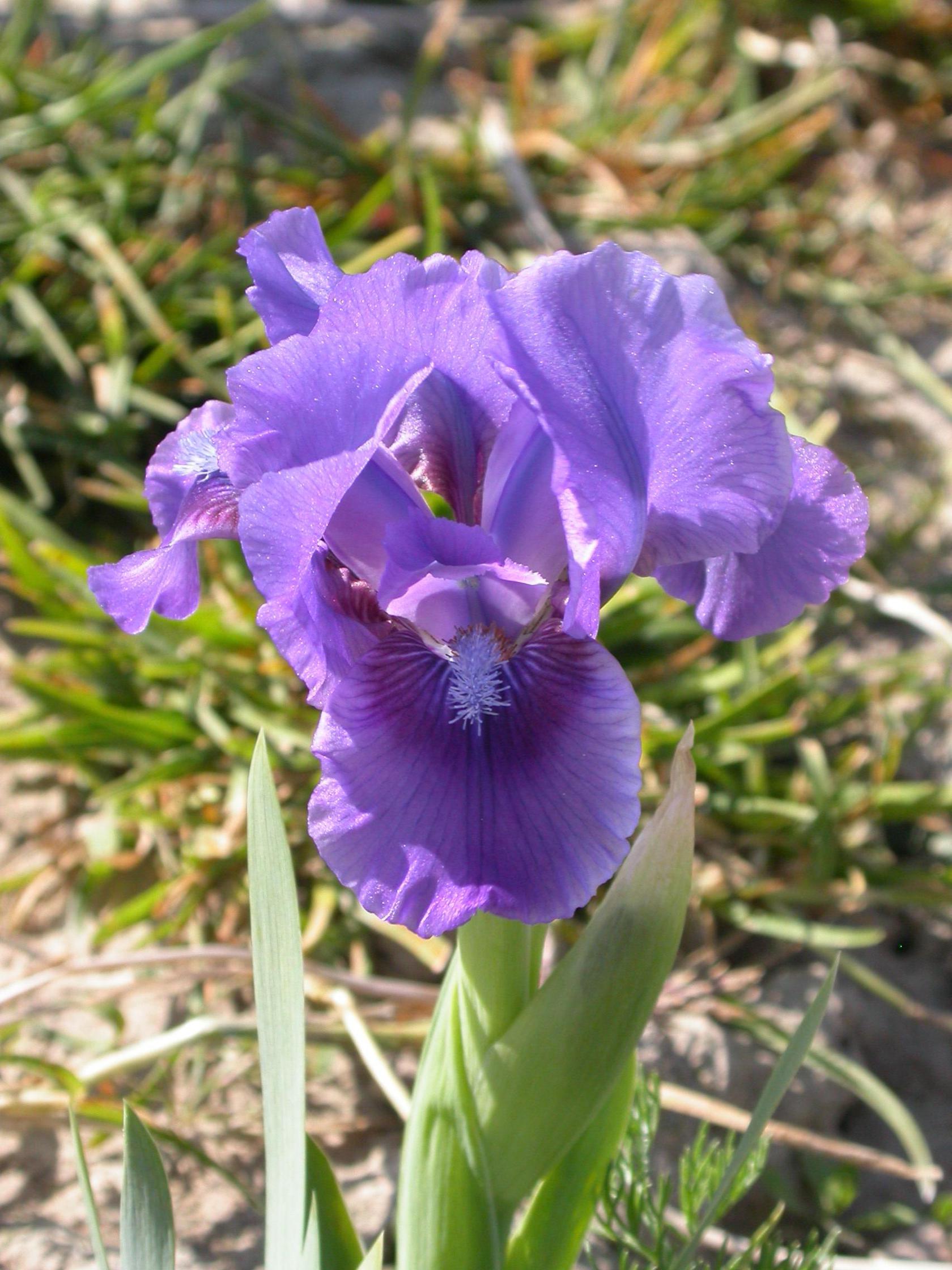 Iris x barbata-nana 'Banbury Ruffles'