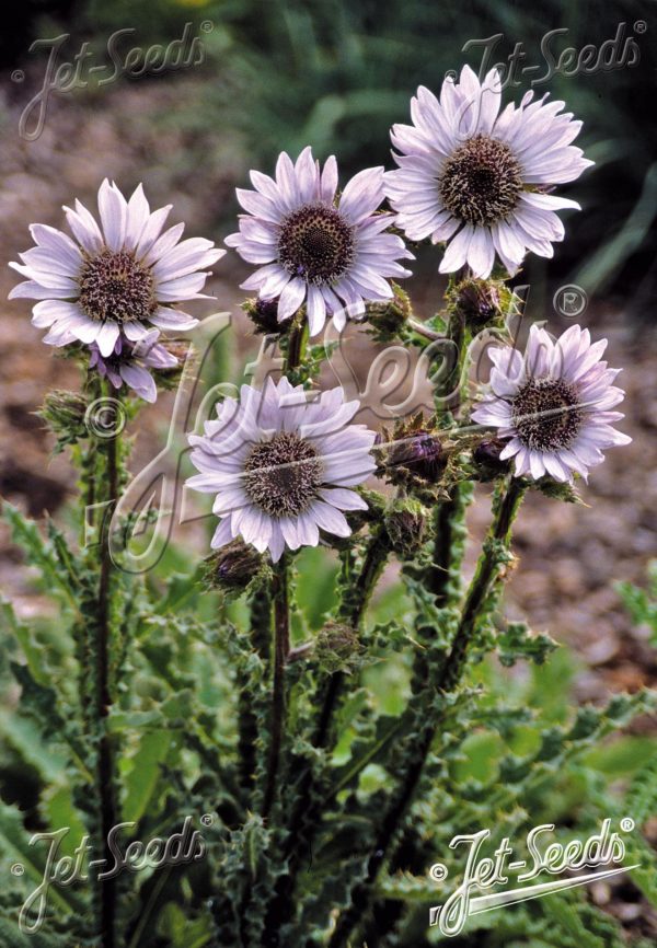 Berkheya purpurea