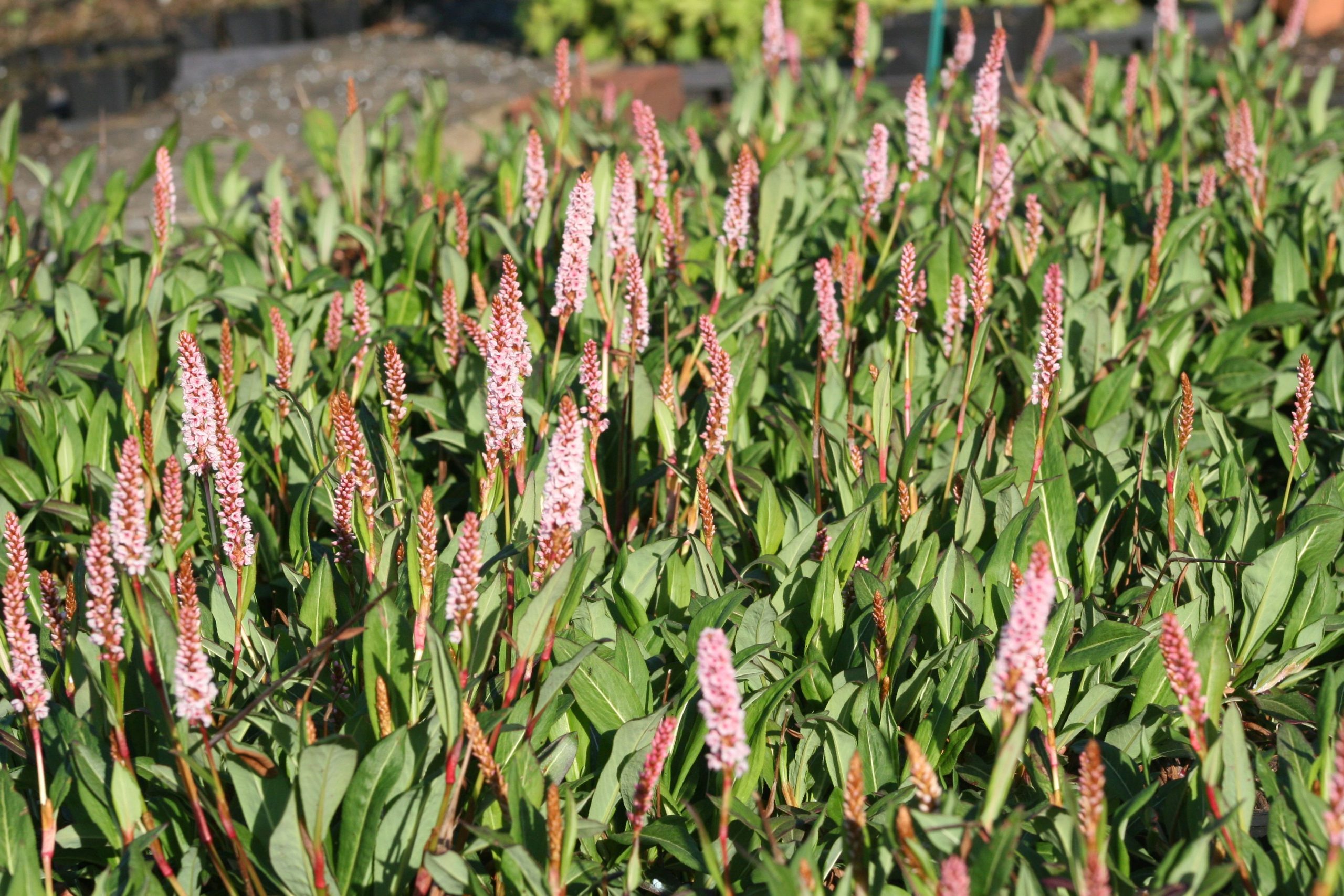 Persicaria affinis 'Donald Lowndes' (Bistorta)