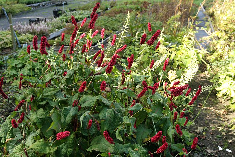 Persicaria amplexicaulis 'Fat Domino' (Bistorta)
