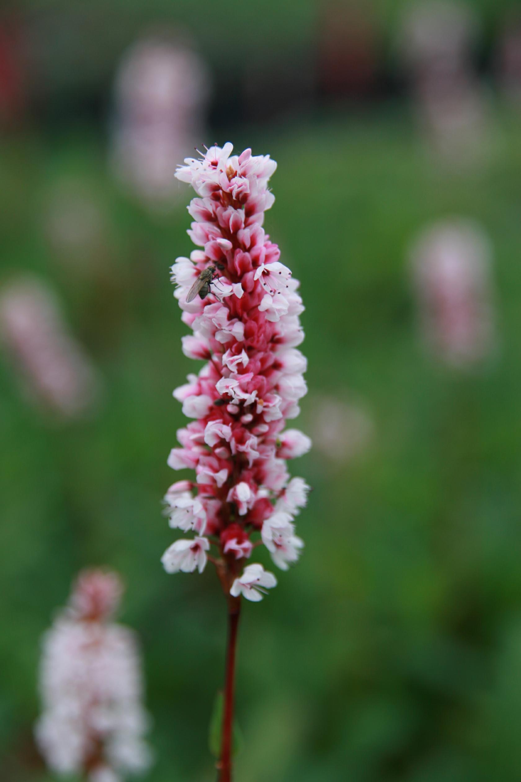 Persicaria affinis 'Superbum' (Bistorta)