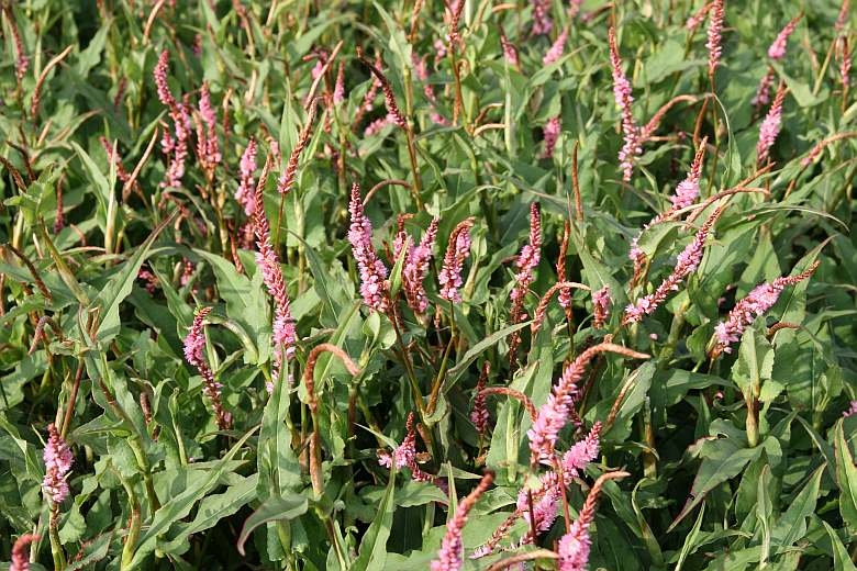 Persicaria amplexicaulis 'Pink Elephant' (S)