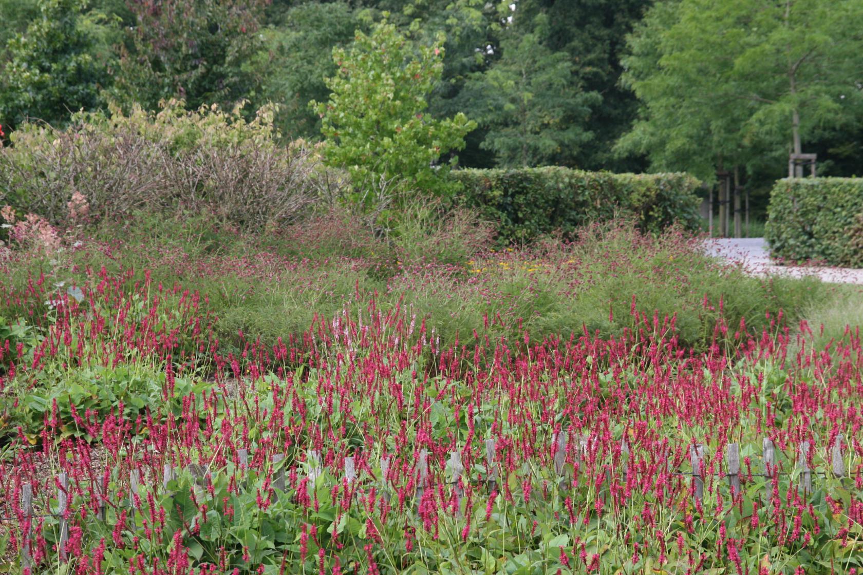Persicaria amplexicaulis 'Speciosa' (Bistorta)