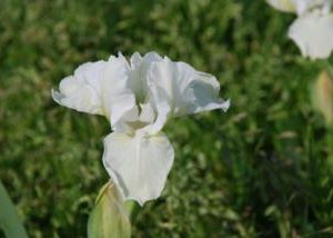 Iris x barbata-nana 'Die Braut'