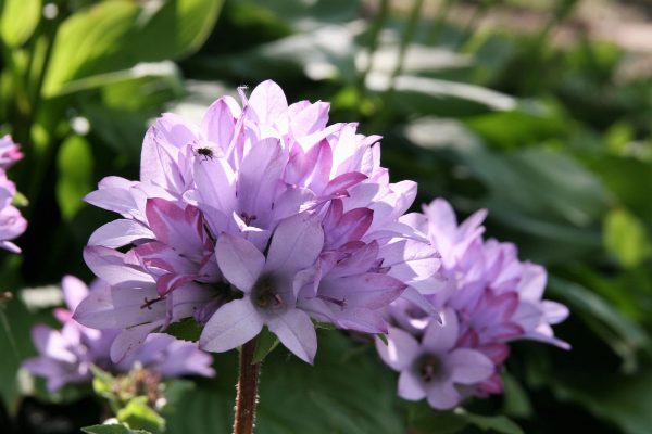 Campanula glomerata 'Caroline'