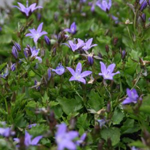 Campanula poscharskyana