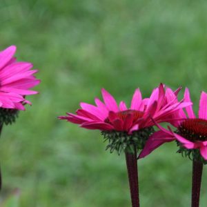 Echinacea purpurea 'Fatal Attraction  (S)