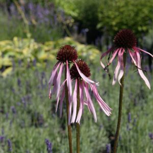 Echinacea pallida