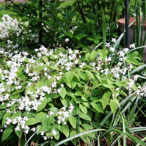 Epimedium x youngianum 'Niveum'