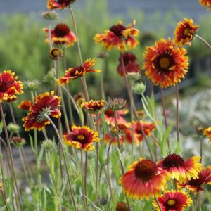 Gaillardia x grandiflora 'Bremen'
