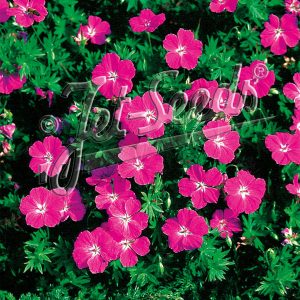 Geranium sanguineum