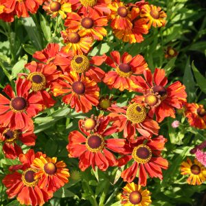 Helenium x cult. 'Baudirektor Linne'