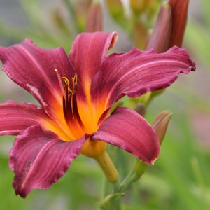 Hemerocallis x cult. 'Prophet'