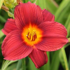 Hemerocallis x cult. 'Little Joy'
