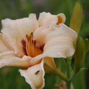 Hemerocallis x cult. 'Lynn Hall'