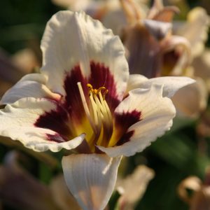 Hemerocallis x cult. 'Moonlit Masquerade'