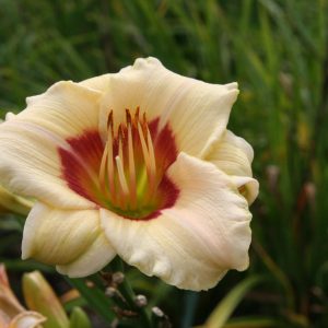 Hemerocallis x cult. 'Pandora's Box'