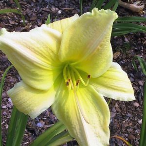 Hemerocallis x cult. 'Pistachio Mint'