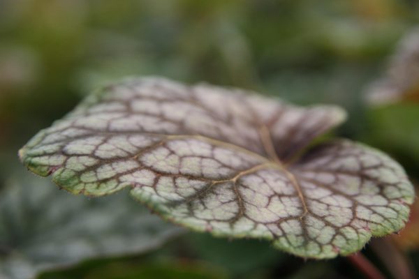 Heuchera americana 'Beauty Color' (S)