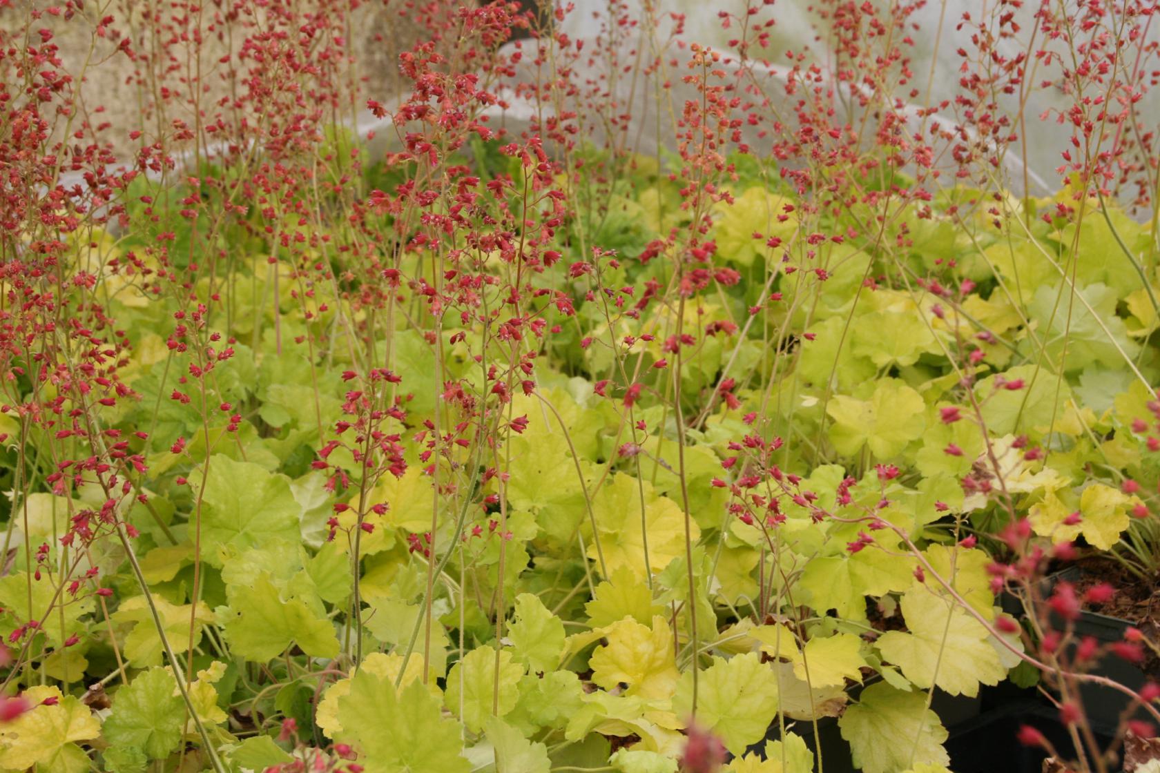 Heuchera x cult. 'Northern Exposure Lime' (S)