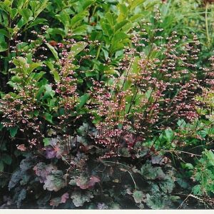 Heuchera micrantha 'Palace Purple' gen.