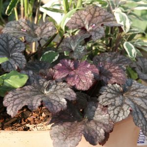 Heuchera micrantha 'Plum Pudding' (S)
