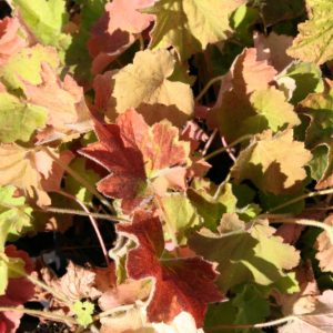 Heuchera villosa var. macrorrhiza
