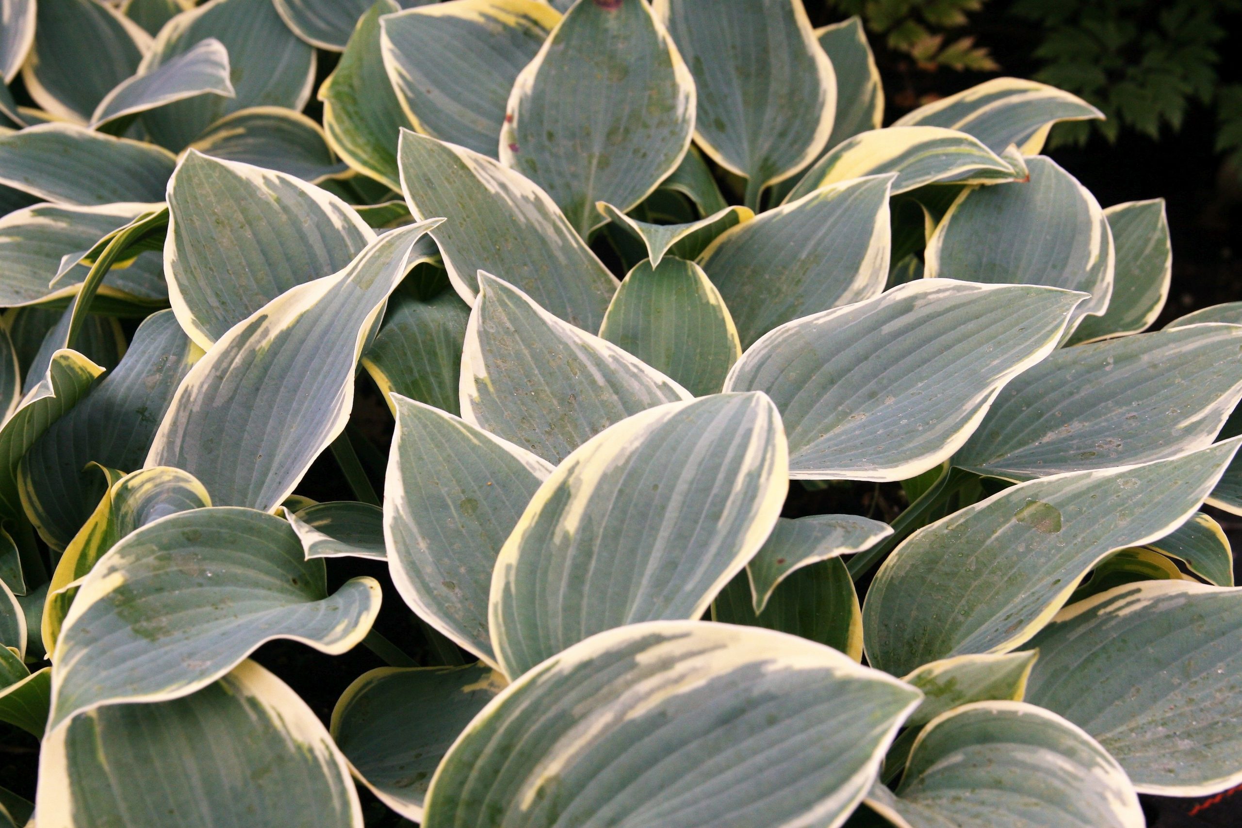 Hosta x tardiana 'First Frost'