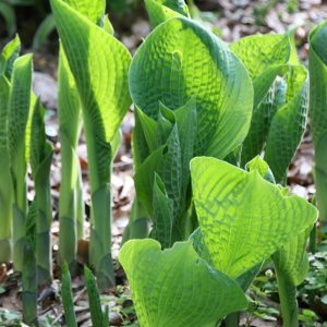 Hosta sieboldiana Elegans'