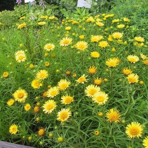 Inula ensifolia