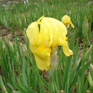 Iris x barbata elatior  'St. Crispin''