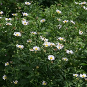 Kalimeris incisa 'Madiva'