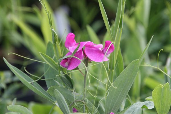 Lathyrus latifolius 'Rote Perle'