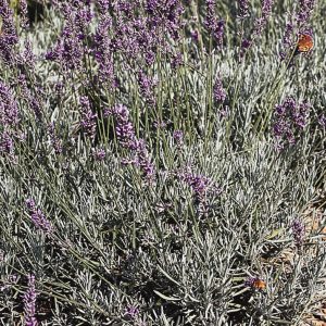 Lavandula intermedia 'Grappenhall'