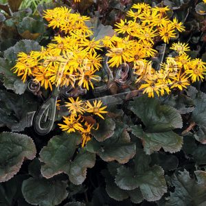Ligularia dentata 'Midnight Lady'