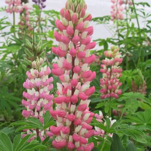 Lupinus polyphyllus 'Schloßfrau'