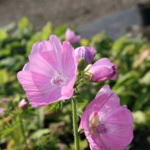 Malva moschata