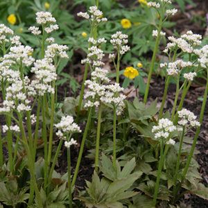 Mukdenia rossii 'Karasuba'