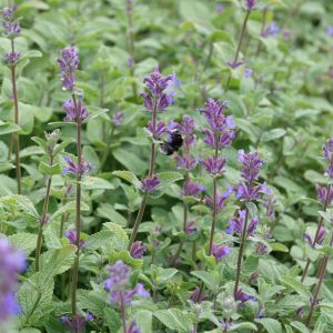Nepeta racemosa 'Grog'