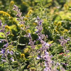 Nepeta x faassenii 'Junior Walker' (S)