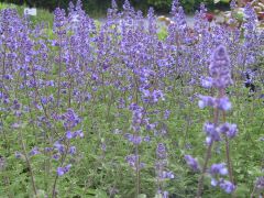Nepeta x faassenii 'Walkers Low'