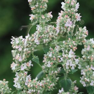 Nepeta cataria ssp.citriodora