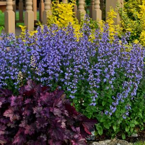 Nepeta x faassenii 'Purrsian Blue' (S)