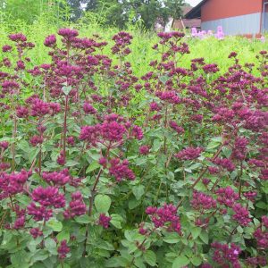 Origanum Laevig.-Hybr.'Rosenkuppel'