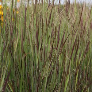 Panicum virgatum 'Heiliger Hain'