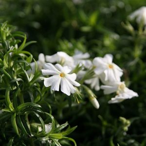 Phlox subulata Early Spring White'