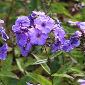 Phlox paniculata 'Blue Paradise'